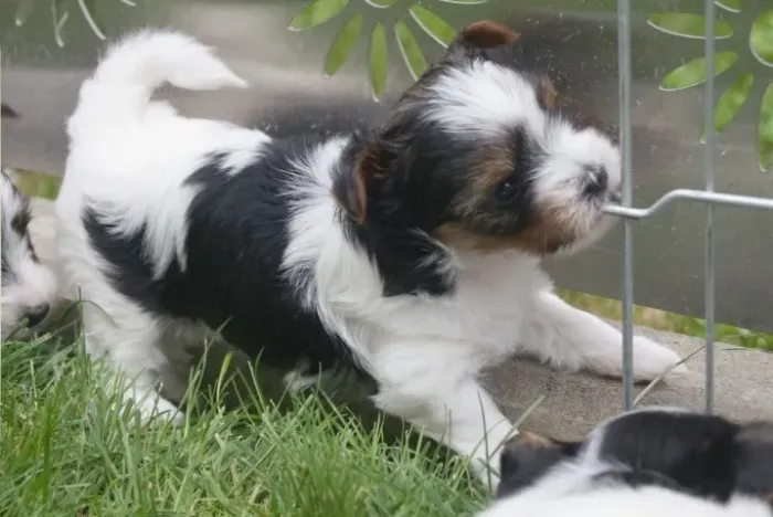 Biewer Terrier Fêmea Tricolor Um Presente de Amor para a Vida Toda