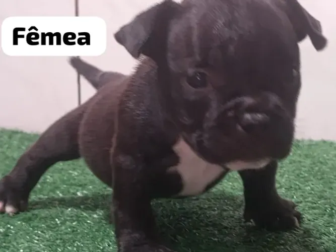 Filhotes Disponíveis de American Bully Micro 
