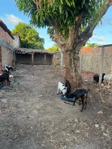 TERRENO NO GUAJIRU CAUCAIA MURADO