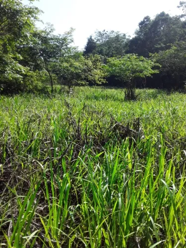 Vende sitio de 268 hectares em Humaitá Am