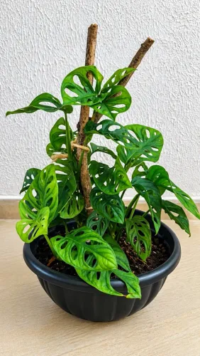 Vendo Planta Monstera