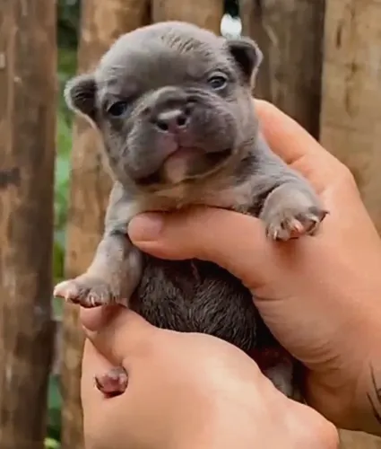 Bulldog Francês - filhote