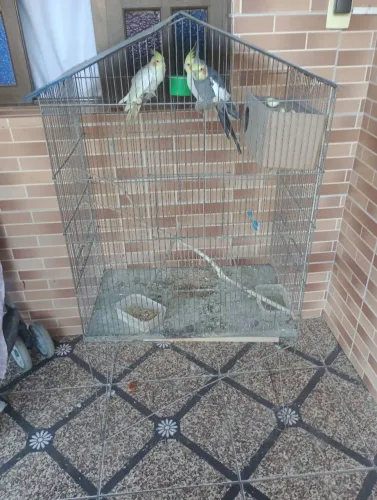 Vendo gaiola tamanho GG 1,20 m