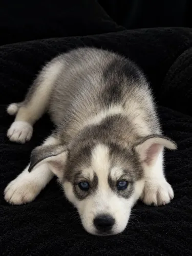 Husky siberiano