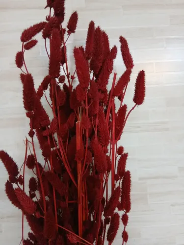 Buque rabo de galo vermelho 