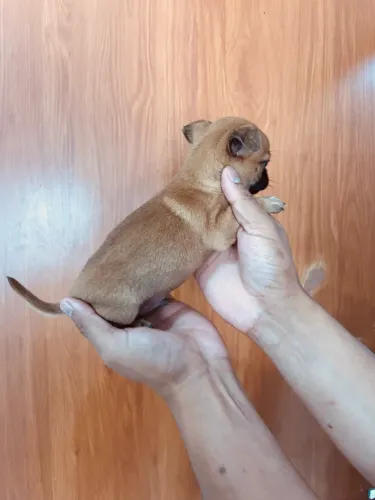 Chihuahua mini macho