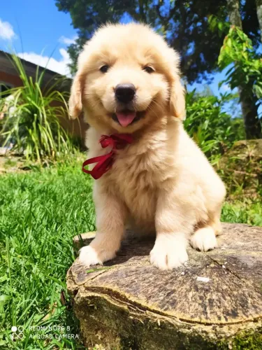 Golden Retriever com registro