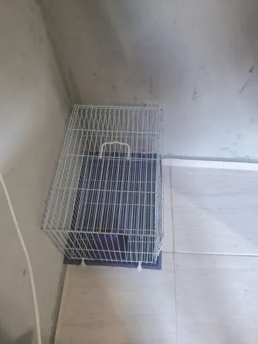 Gaiola para coelho/rato da Índia