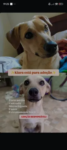 ADOÇÃO RESPONSÁVEL