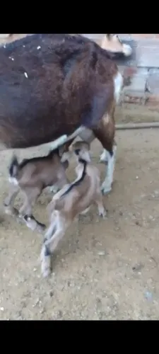 Cabrito leiteiro