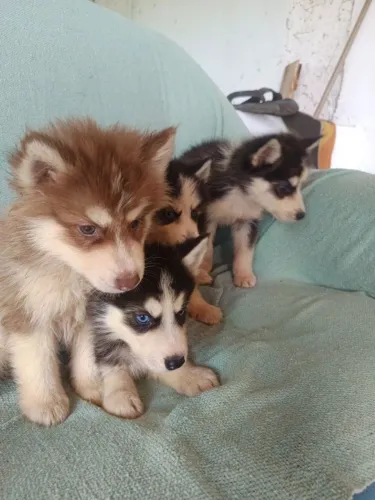 Filhotes de cães, shih Tzu, doberman, cocker spainel e Husky Siberiano 