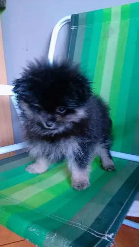 Spitz-alemão-anão 