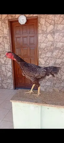 Galinha Índia mura