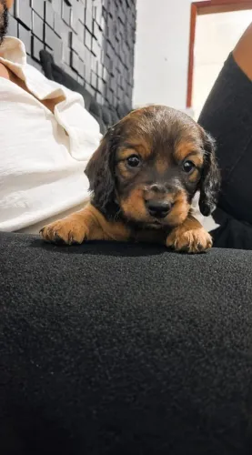 Dachshund/salsicha 