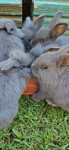 Coelhos