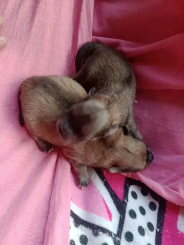 Spitz alemão/lulu da Pomerânia