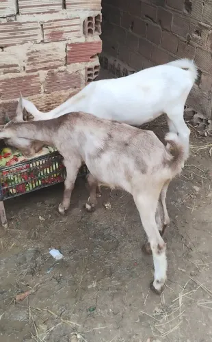 Duas cabras leiteiras com 5 meses 