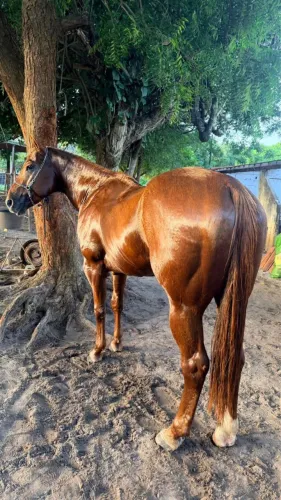 ? GARANHÃO QUARTO DE MILHA PURO - VAQUEJADA DE ESQUERDA ?