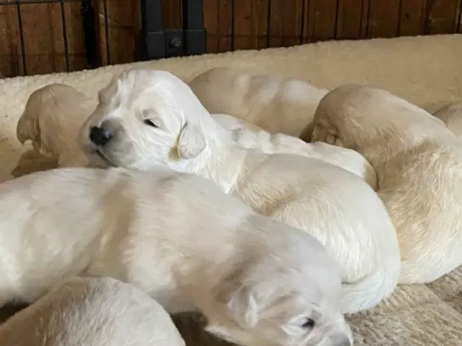 Filhotes de Golden Retriever | Filhotes que cativam fácil!
