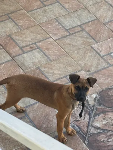Doação de cachorro
