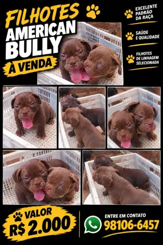 Filhotes de american bully micro