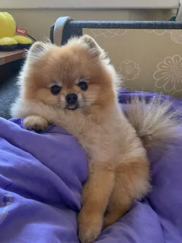 Spitz Um fenômeno pronto para ser seu