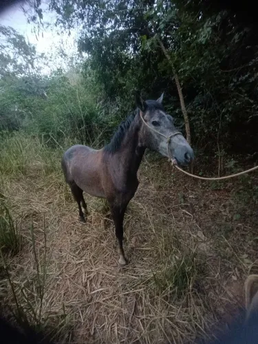 Cavalo 