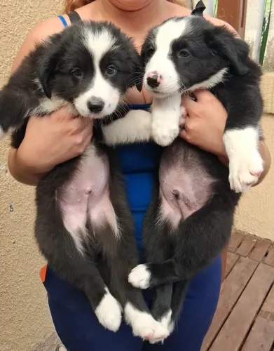 Border Collie