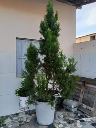 Tuia/ pinheiro cipreste