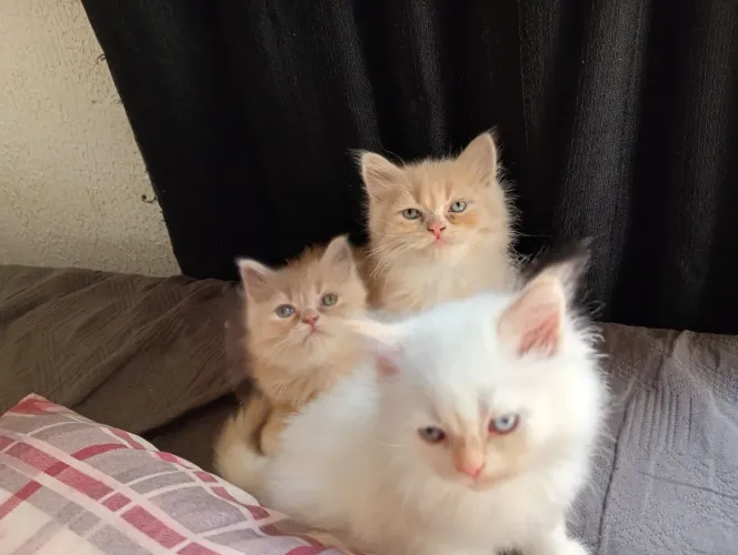Gato persa
