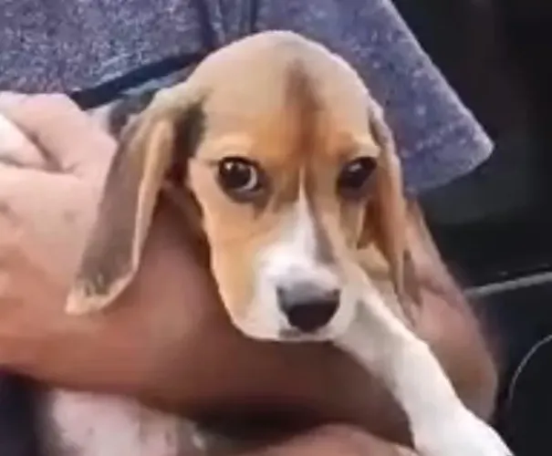 Beagle companheiros ideais para o dia a dia