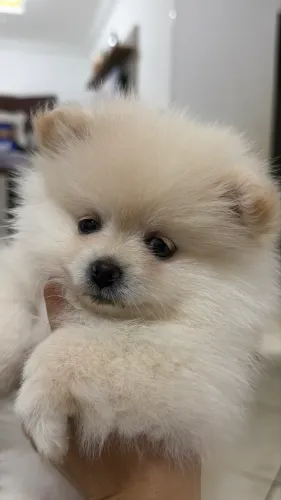 Spitz Alemão Fêmea