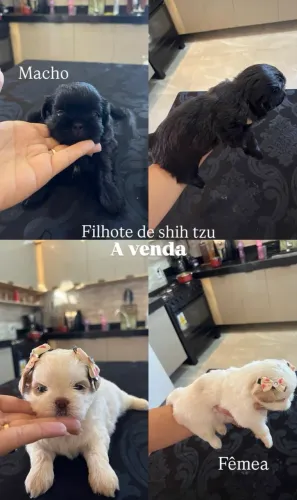 Filhotes Shitzu 