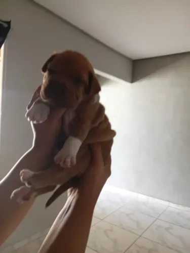 Vendo cachorro pit bull macho com pedigree!