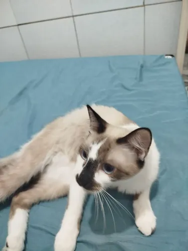 Doando esses dois gatinhos 