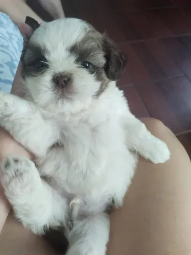 Filhote Shih Tzu Últimas Unidades Disponíveis