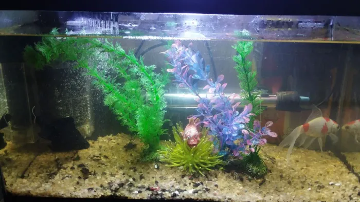 Aquário Completo 25 litros