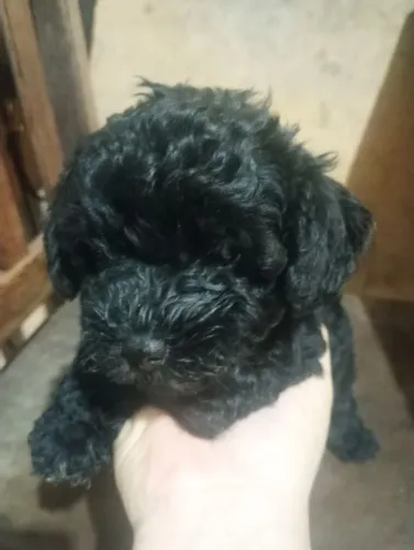 Vendo esse casal de poodle n1
