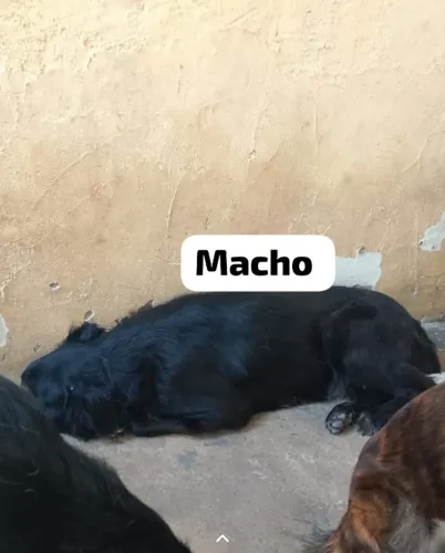 Doação de cachorros