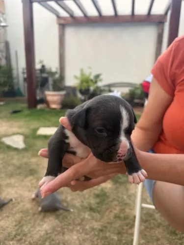 American Bully