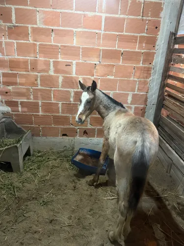 POTRA 6 meses 
