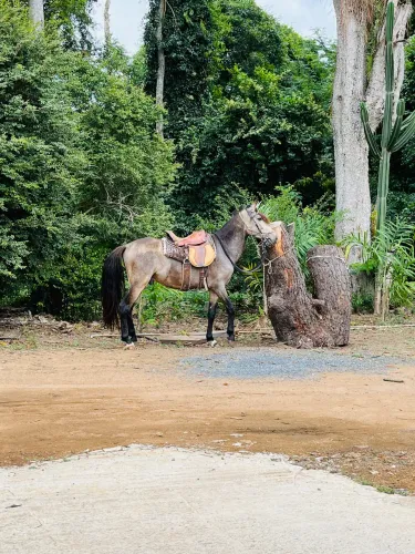 Cavalo