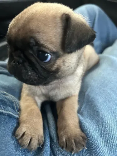 Pug Esse momento pode ser o começo de algo bonito