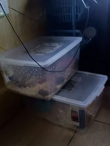 Criação de camundongos