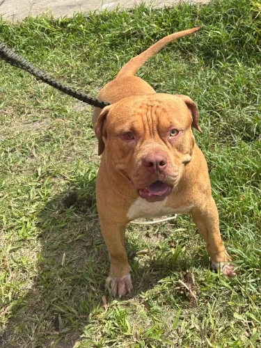 Pitmonster 