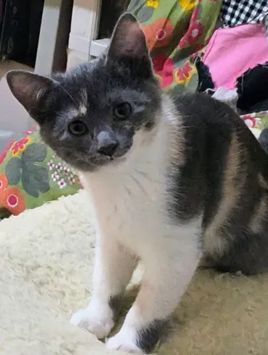 Doação de gato