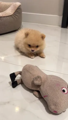 Filhote macho de lulu da pomerânia