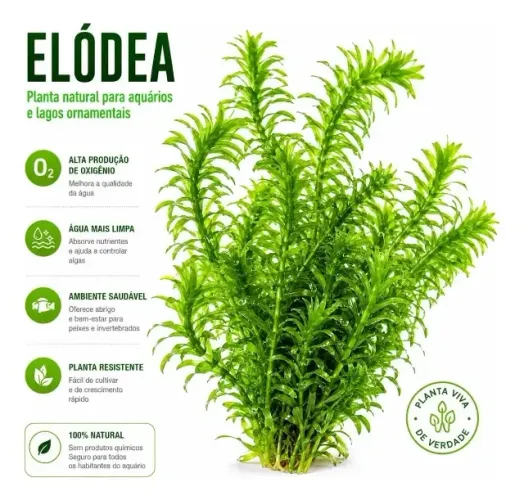 Plantas aquáticas
