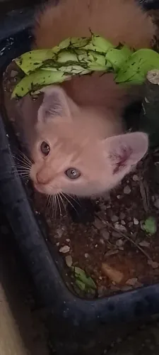 Gatinho amarelo