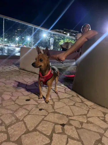 Cachorro macho para cruzar